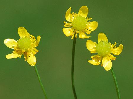 Ranunculus_laxicaulis_flower3.jpg