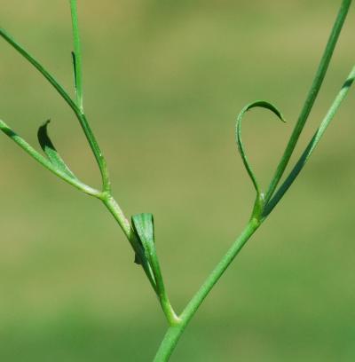 Ranunculus_laxicaulis_stem.jpg