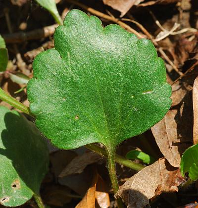 Ranunculus_micranthus_basal1.jpg