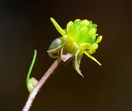 Ranunculus_micranthus_calyx2.jpg