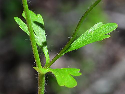 Ranunculus_micranthus_leaf1.jpg