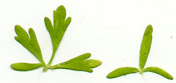 Ranunculus_micranthus_leaves.jpg