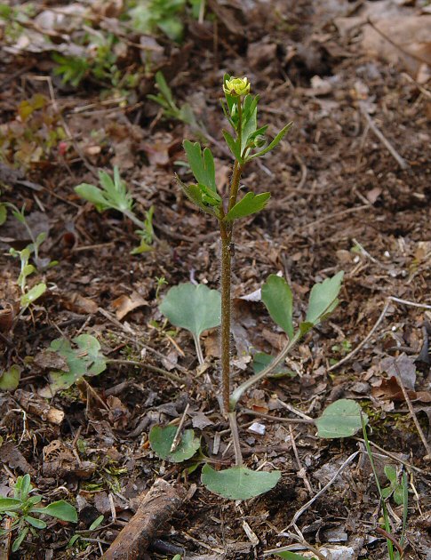Ranunculus_micranthus_plant.jpg