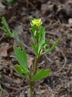 Ranunculus micranthus thumbnail