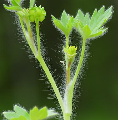 Ranunculus_parviflorus_inflorescence.jpg