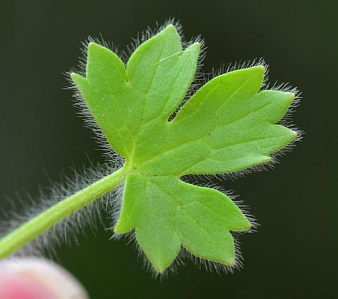 Ranunculus_parviflorus_leaf1.jpg