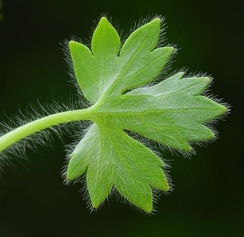 Ranunculus_parviflorus_leaf2.jpg