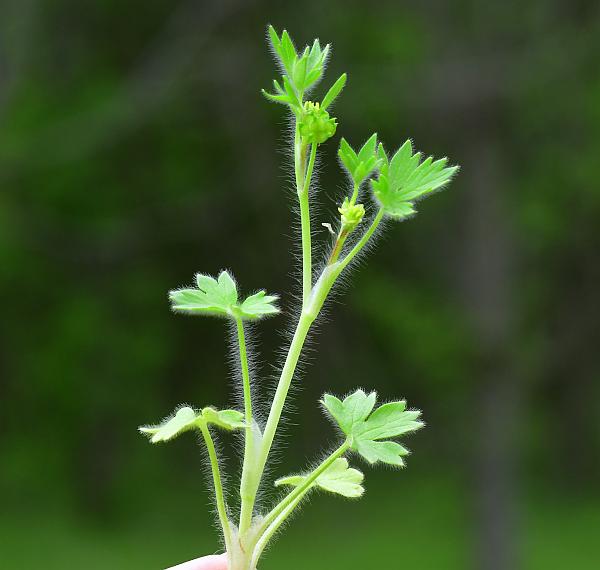 Ranunculus_parviflorus_plant.jpg