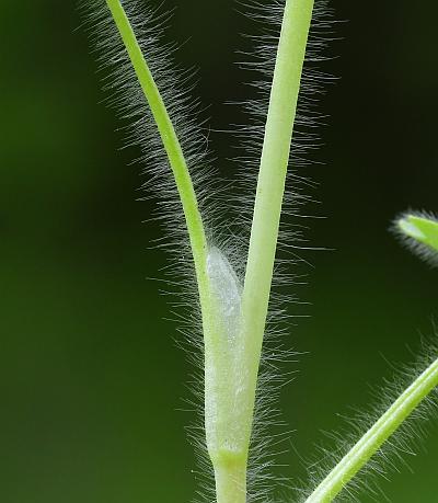 Ranunculus_parviflorus_stem.jpg