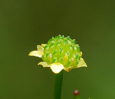 Ranunculus_pusillus_flower.jpg