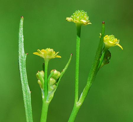 Ranunculus_pusillus_inflorescence.jpg