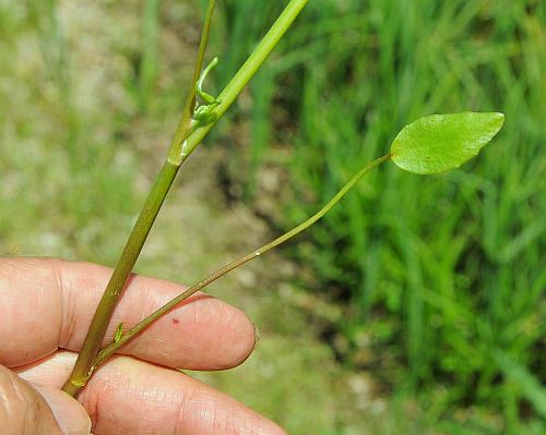 Ranunculus_pusillus_leaf.jpg