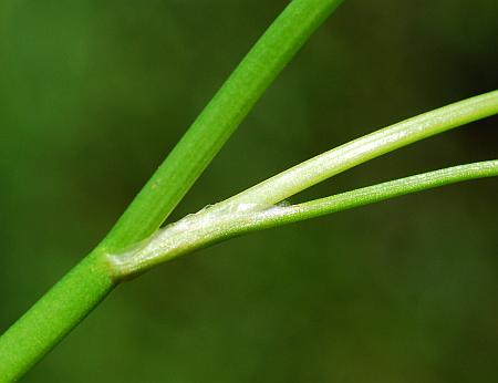 Ranunculus_pusillus_stem.jpg