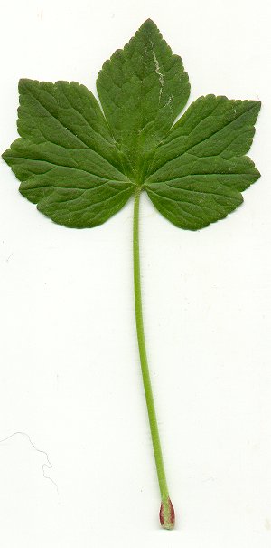 Ranunculus_recurvatus_basal_leaf.jpg