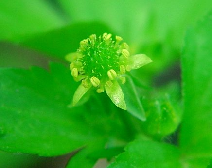 Ranunculus_recurvatus_flower.jpg