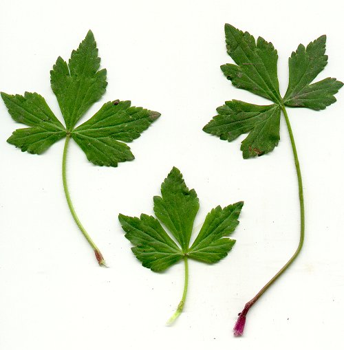 Ranunculus_recurvatus_leaves.jpg