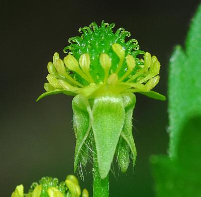 Ranunculus_recurvatus_sepals.jpg
