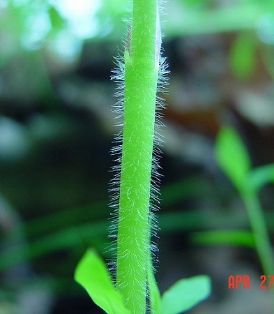 Ranunculus_recurvatus_stem.jpg