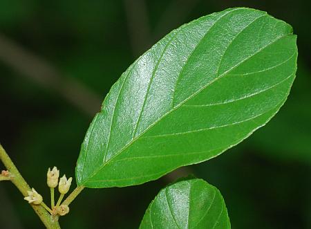 Rhamnus_caroliniana_leaf1.jpg