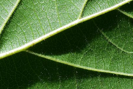 Rhamnus_caroliniana_leaf2a.jpg