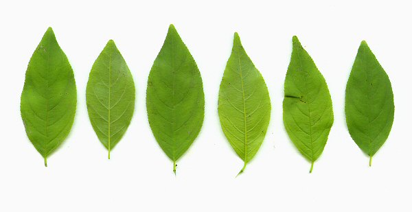 Rhamnus_lanceolata_leaves.jpg