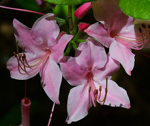 Rhododendron_prinophyllum_corollas.jpg