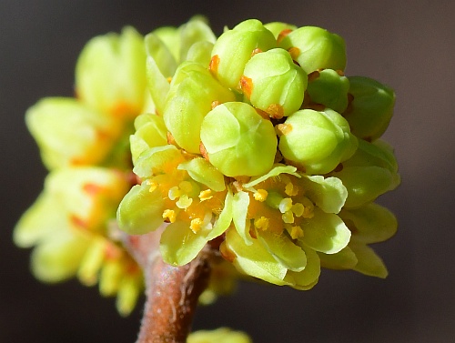 Rhus_aromatica_flowers3.jpg