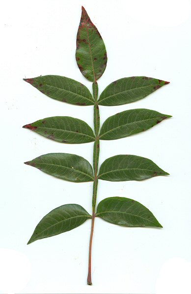 Rhus_copallinum_leaf.jpg