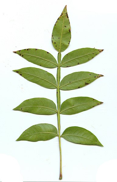 Rhus_copallinum_leaf2.jpg