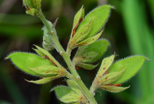 Rhynchosia_latifolia_fruits1.jpg