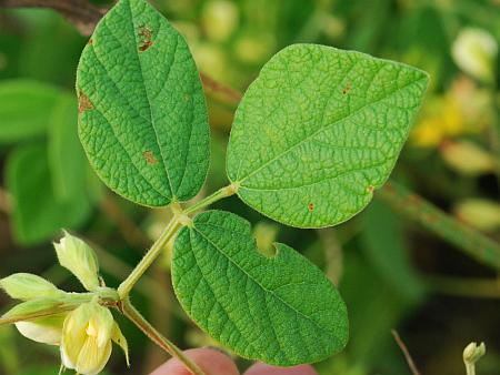 Rhynchosia_latifolia_leaf1.jpg
