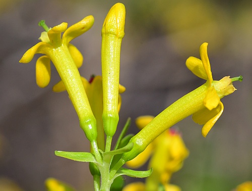 Ribes_odoratum_calyces.jpg