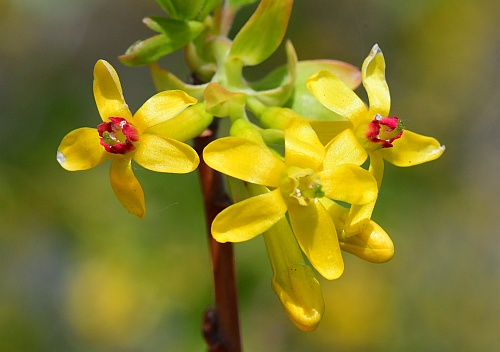 Ribes_odoratum_corollas.jpg
