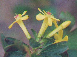Ribes_odoratum_flowers.jpg