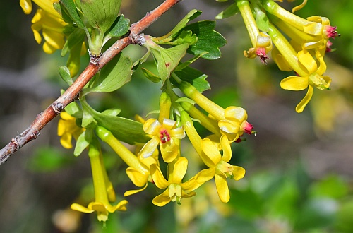 Ribes_odoratum_inflorescences2.jpg