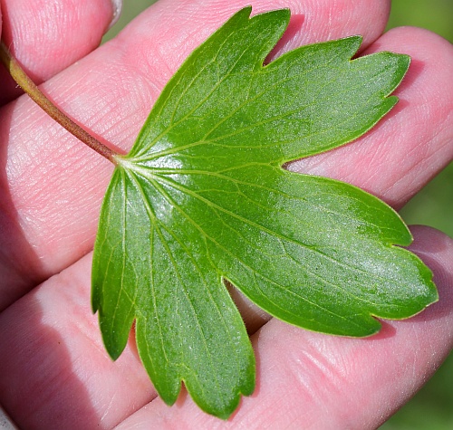 Ribes_odoratum_leaf1.jpg
