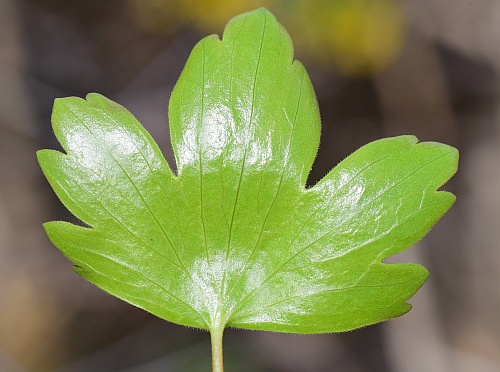 Ribes_odoratum_leaf2.jpg