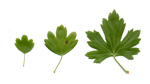 Ribes_odoratum_leaves.jpg