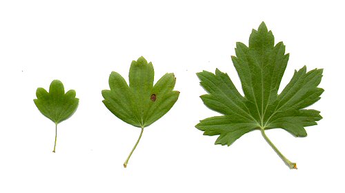 Ribes_odoratum_pressed.jpg