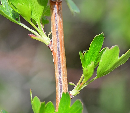 Ribes_odoratum_stem.jpg