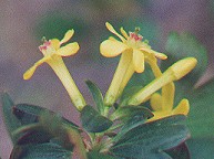 Ribes odoratum thumbnail