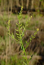 Rorippa sessiliflora thumbnail