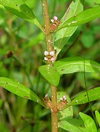 Rotala ramosior thumbnail