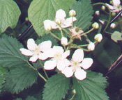 Rubus allegheniensis thumbnail