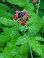 Rubus occidentalis thumbnail