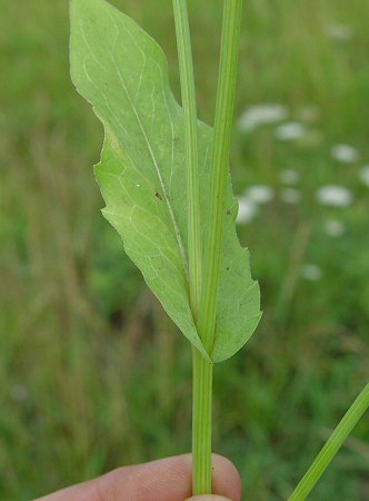 Rudbeckia_amplexicaulis_leaf.jpg