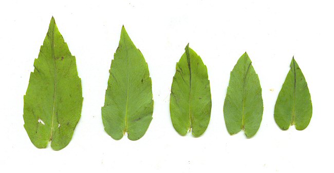 Rudbeckia_amplexicaulis_leaves.jpg