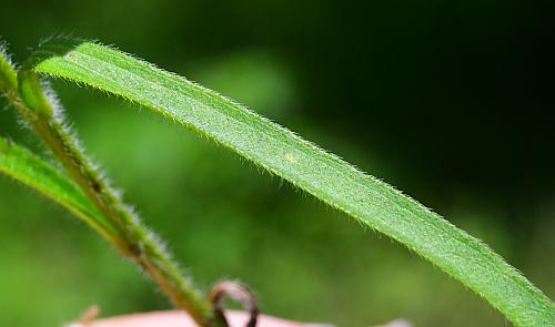 Rudbeckia_missouriensis_leaf1.jpg