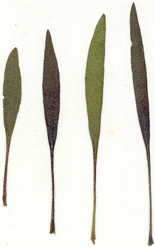 Rudbeckia_missouriensis_pressed_leaves.jpg