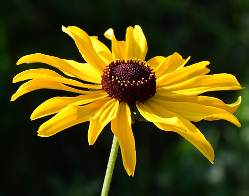 Rudbeckia_subtomentosa_head.jpg